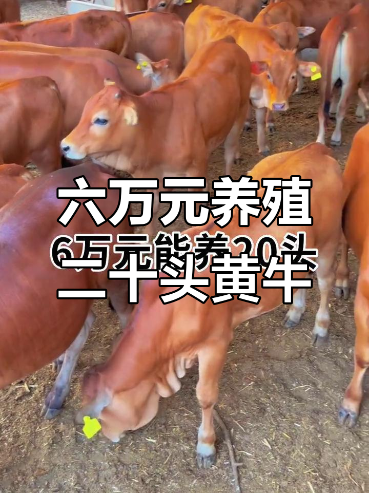 湖州最新线上套医保的黄牛是真的吗方法分析(最方便真实的湖州线上套医保的黄牛是真的吗能报销吗方法)